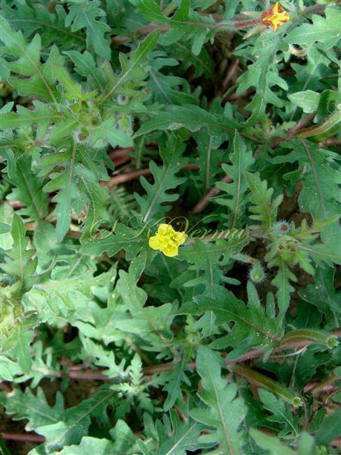  Plants